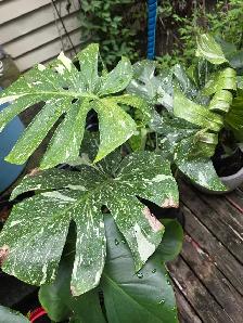 plantes tropicales speciaux 50%