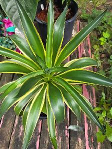 plantes tropicales speciaux 50% - Photo 2