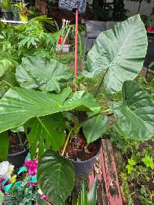 plantes tropicales speciaux 50% - Photo 3