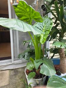 plantes tropicales speciaux 50% - Photo 4