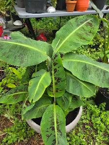 plantes tropicales speciaux 50% - Photo 5