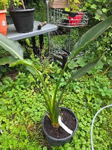 plantes tropicales speciaux 50% - Photo 6