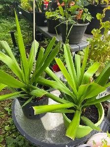 plantes tropicales speciaux 50% - Photo 7