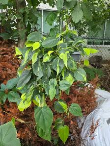 plantes tropicales speciaux 50% - Photo 8
