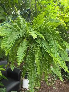 plantes tropicales speciaux 50% - Photo 9