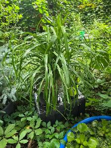 plantes tropicales speciaux 50% - Photo 10