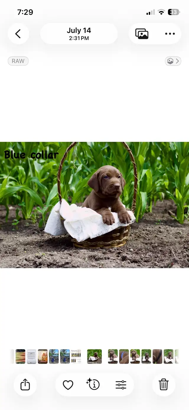 cute puppies lab cross GSP