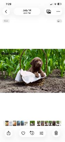 cute puppies lab cross GSP