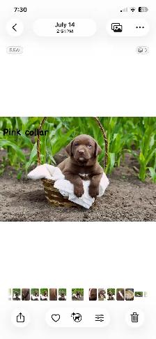 cute puppies lab cross GSP - Photo 2