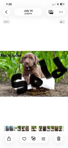 cute puppies lab cross GSP - Photo 3