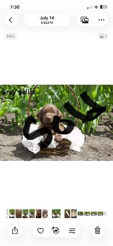 cute puppies lab cross GSP - Photo 4