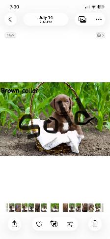 cute puppies lab cross GSP - Photo 5