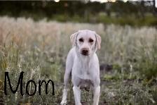 cute puppies lab cross GSP - Photo 6