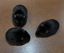 Black Bear Dwarf Hamsters Looking For Homes ASAP (VERY FRIENDLY)