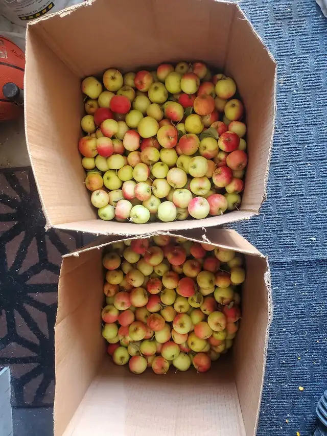 crab apples