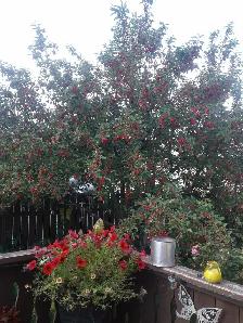 crab apples - Photo 3