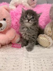 ❤️ Siberian kittens ❤️(437) 292-1163