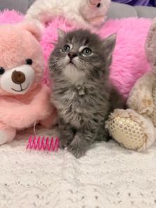 ❤️ Siberian kittens ❤️(437) 292-1163 - Photo 2