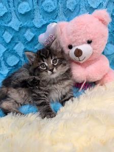 ❤️ Siberian kittens ❤️(437) 292-1163 - Photo 4