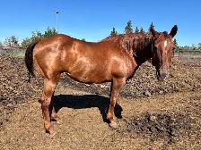 Draft Cross Mare