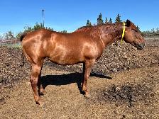 Draft Cross Mare - Photo 2