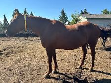 Draft Cross Mare - Photo 3
