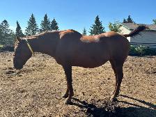 Draft Cross Mare - Photo 4