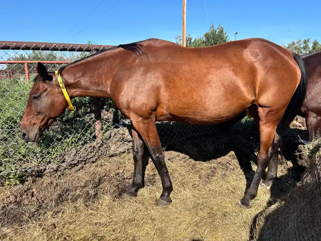 Standardbred Mare