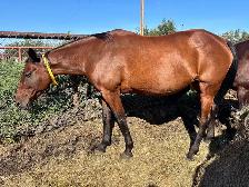 Standardbred Mare