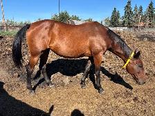 Standardbred Mare - Photo 2