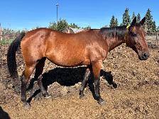 Standardbred Mare - Photo 3
