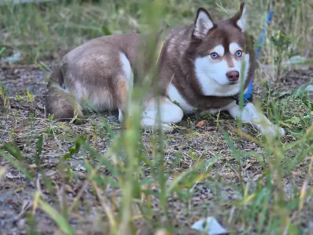 Alaskan Klee Kai needing a new place to call home.