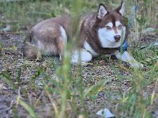Alaskan Klee Kai needing a new place to call home.