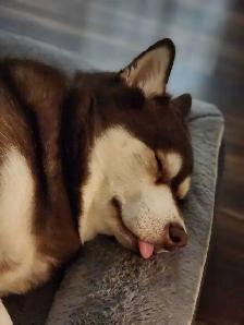 Alaskan Klee Kai needing a new place to call home. - Photo 2
