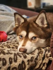 Alaskan Klee Kai needing a new place to call home. - Photo 3