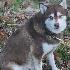 Alaskan Klee Kai needing a new place to call home. - Photo 4