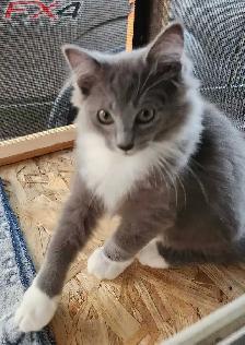 Ragdoll kittens - Photo 4