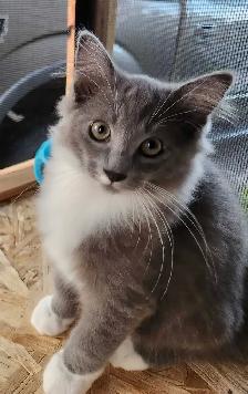 Ragdoll kittens - Photo 6