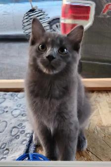 Ragdoll kittens - Photo 7