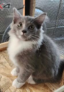 Ragdoll kittens - Photo 8