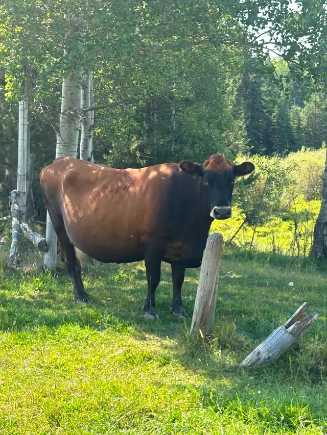 Jersey cross cow