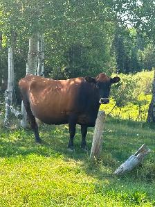 Jersey cross cow