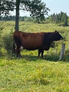 Jersey cross cow - Photo 2