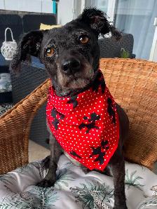 SHAMPOODLE Dog Salon - Photo 2