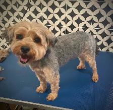 SHAMPOODLE Dog Salon - Photo 3