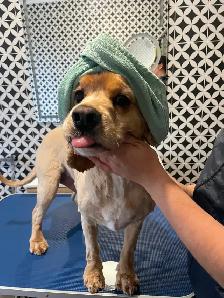 SHAMPOODLE Dog Salon - Photo 4