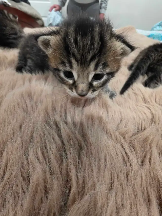 kittens for sale