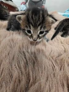 kittens for sale