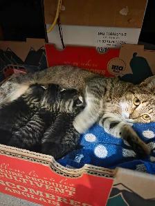 kittens for sale - Photo 2
