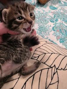 kittens for sale - Photo 3